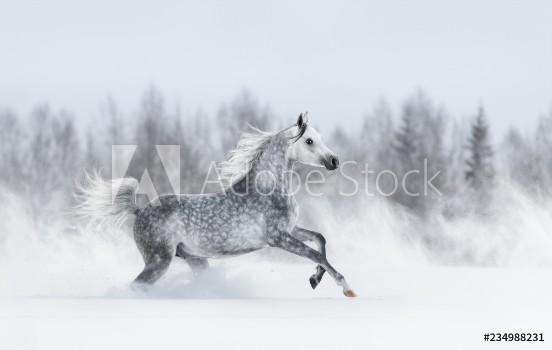 Picture of Purebred grey arabian horse galloping during blizzard